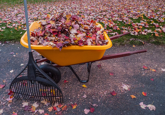 Autumn Harvest 1 - Leeds MA