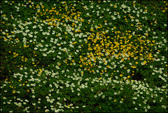 Frühlingsteppich