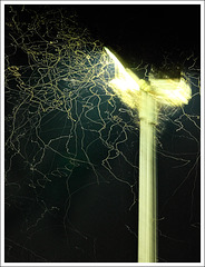 Insects (angel in the lamp post)