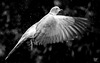 Dove in the rain