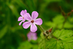 Geranium rotundifolium, gerânio-peludo