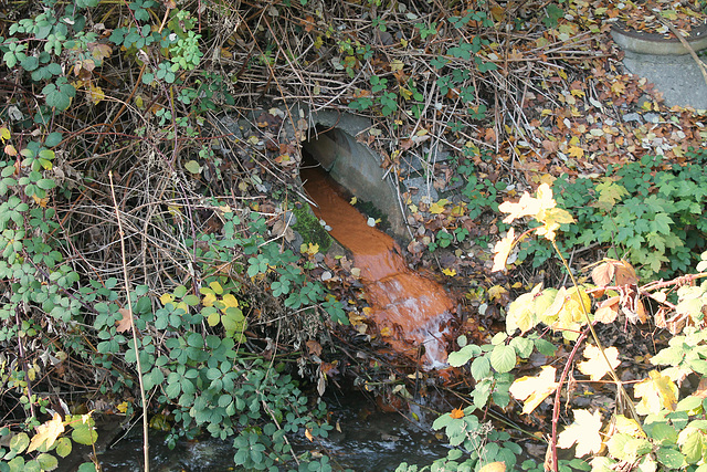 Grubenwasserabfluss vom Romberger Erbstollen am Massener Bach (Unna-Massen) / 12.11.2016