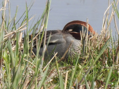 20170406 0114CPw [D~MS] Krikente (Anas erecca),  Rieselfelder, Münster