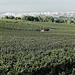 Reims dans les vignes