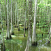Bluff Lake bald-cypress swamp