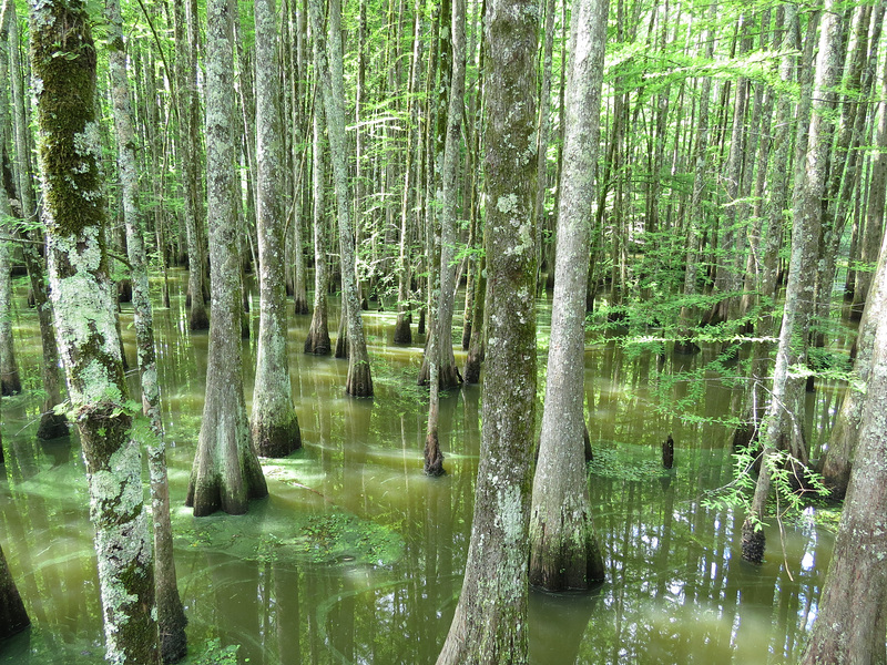 Bluff Lake bald-cypress swamp