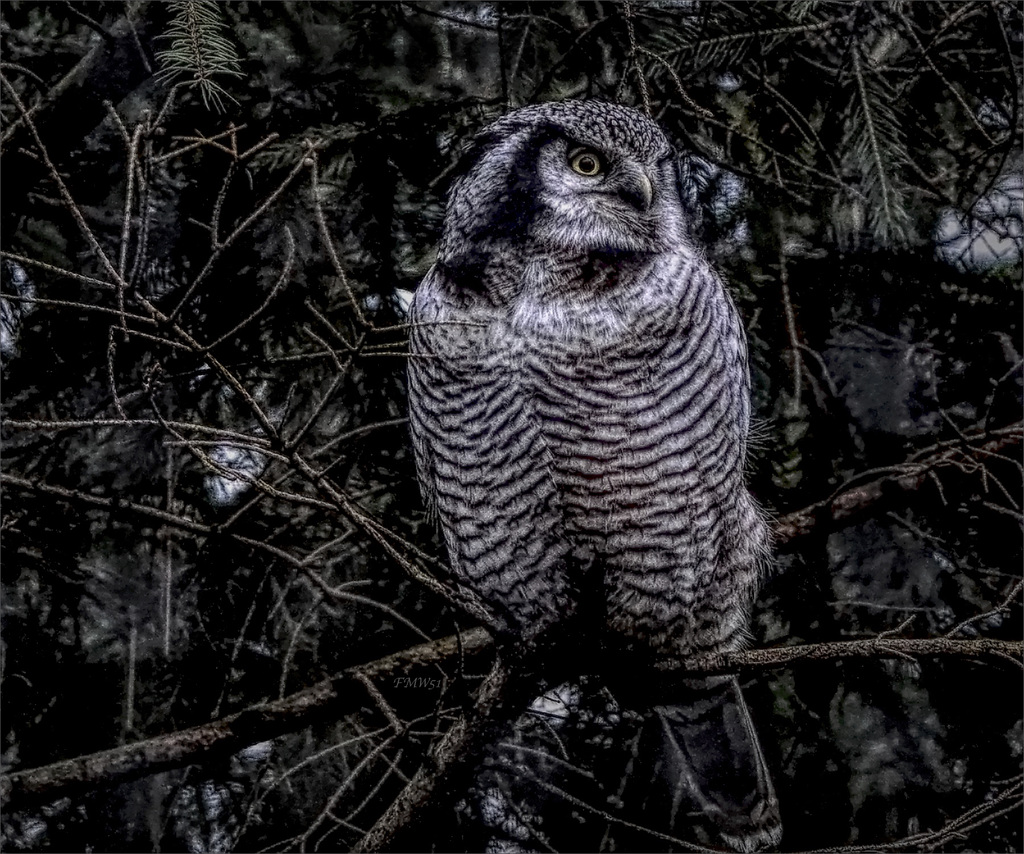 Northern Hawk Owl