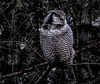 Northern Hawk Owl