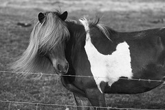 Icelandic Horse, HFF