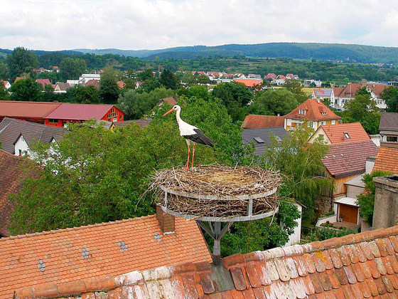 cikonio sur tegmenta nesto