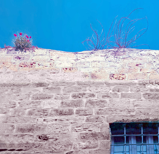 Poppy growing on ancient walls- Jerusalem