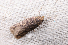 Moth IMG 3758