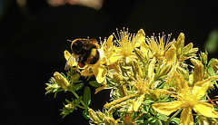 20200623 9012CPw [D~LIP] Erdhummel, Johanniskraut (Hypericum perforatum), Bad Salzuflen