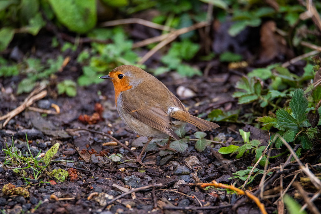 My favourite robin has found this mate