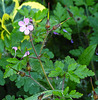 20200601 7833CPw [D~LIP] Ruprechts Storchsschnabel (Geranium robertianum) [Ruprechtskraut] [Stinkender Storchschnabel], Bad Salzuflen