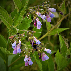 Busy Bee and Purple Flowers