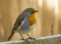 Robin