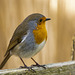 Robin