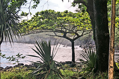 Sainte-Rose (974, Ile de la Réunion) 10 mars 2024.