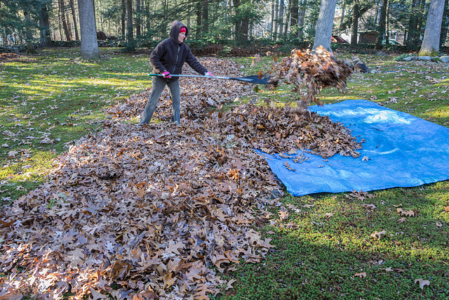 Autumn Harvest 2 - Leeds MA