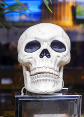 Skull