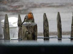 le filou se rince le gosier sous les tonnes de pluie le filou se rince le gosier sous les tonnes de pluie