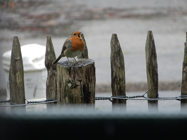 le filou se rince le gosier sous les tonnes de pluie