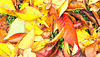 Last Year's Leaves.