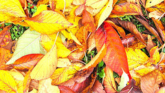 Last Year's Leaves.