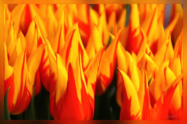 tulpen of vlammetjes?