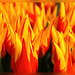 tulpen of vlammetjes?