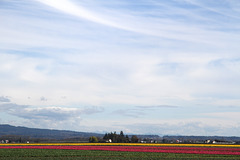 Skagit Valley Tulips and Daffodils