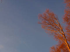 20151111 Rando Vercors Col de Montaud (143) al