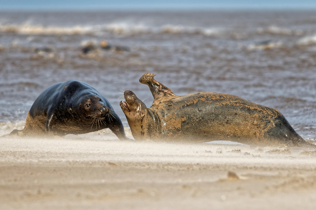 Seals