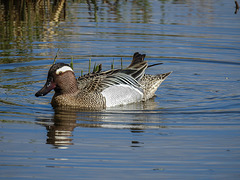 20170406 0115CPw [D~MS] Knäkente (Anas querquedula), Rieselfelder, Münster