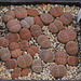 Lithops schwantesii - Sämlinge