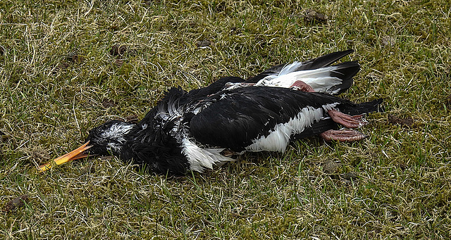 20180404 3509CPw [D~AUR] Austernfischer-Leiche, Norderney