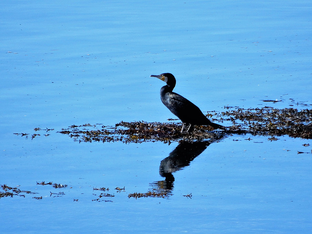 un cormoran en pleine réflexion