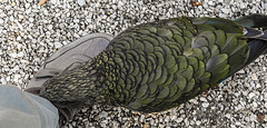 20181020 4259CPw [D~LIP] Kea, Vogelpark, DT-Heiligenkirchen