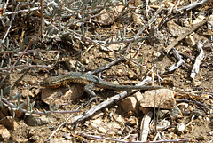 Side-blotched Lizard