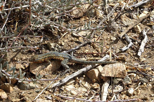 Side-blotched Lizard