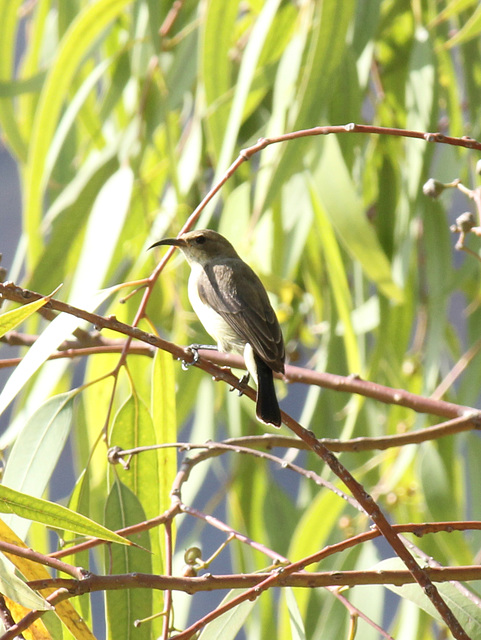 Female Sunbird - Wukro Lodge