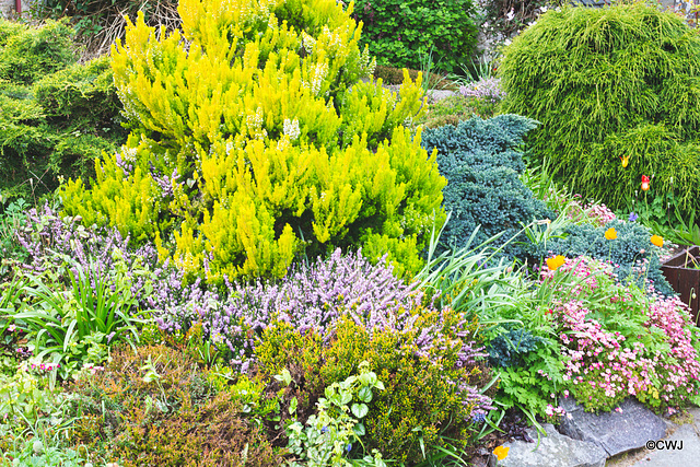May Courtyard garden colours