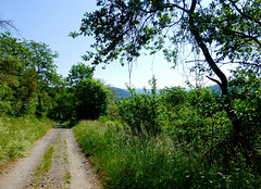 DE - Sinzig - Auf dem Weg nach Bad Bodendorf