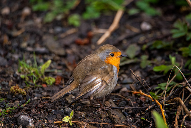 This is white wing my favourite robin