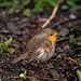 This is white wing my favourite robin