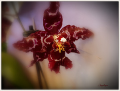 Orchidée ............Belle journée à vous !❤️