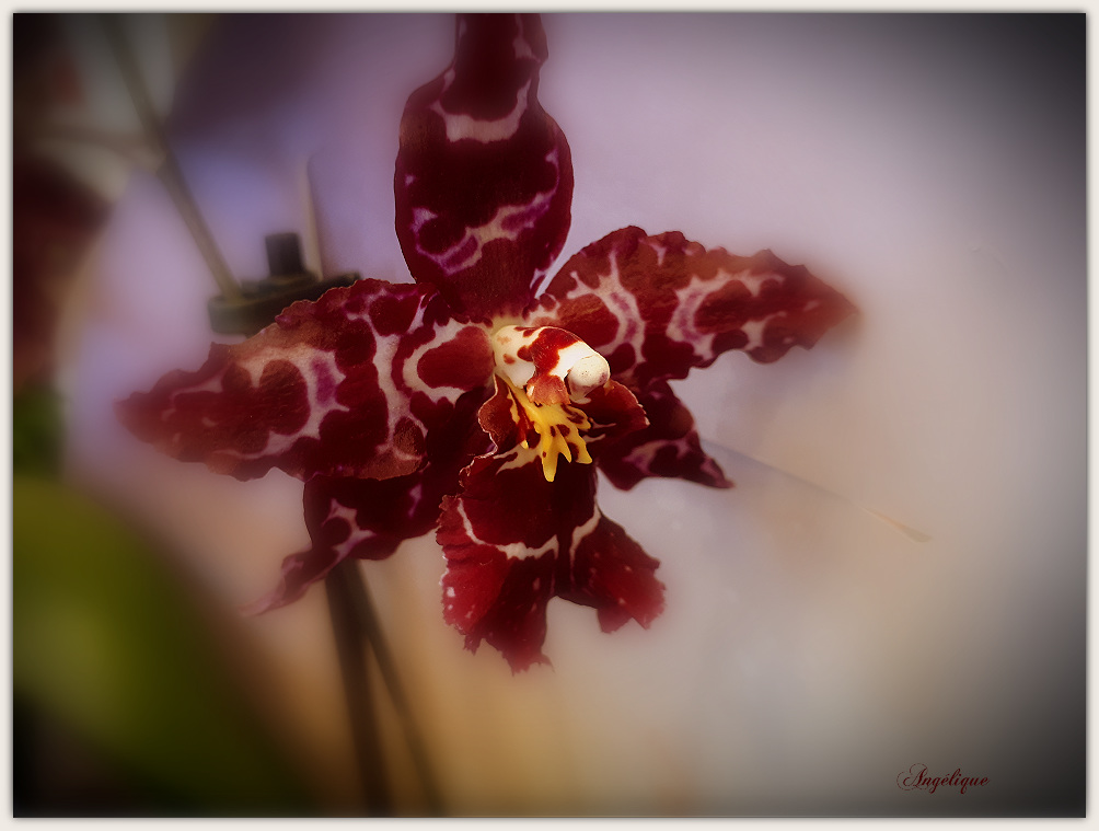 Orchidée ............Belle journée à vous !❤️