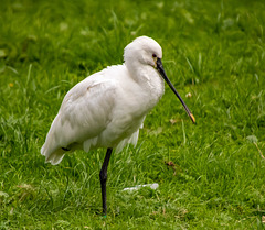 Spoonbill