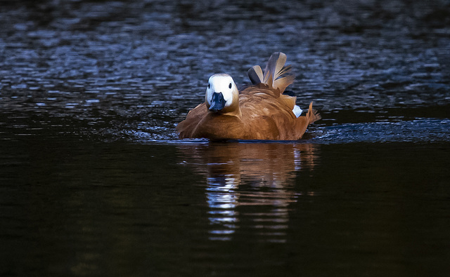 Ruddy shelduck